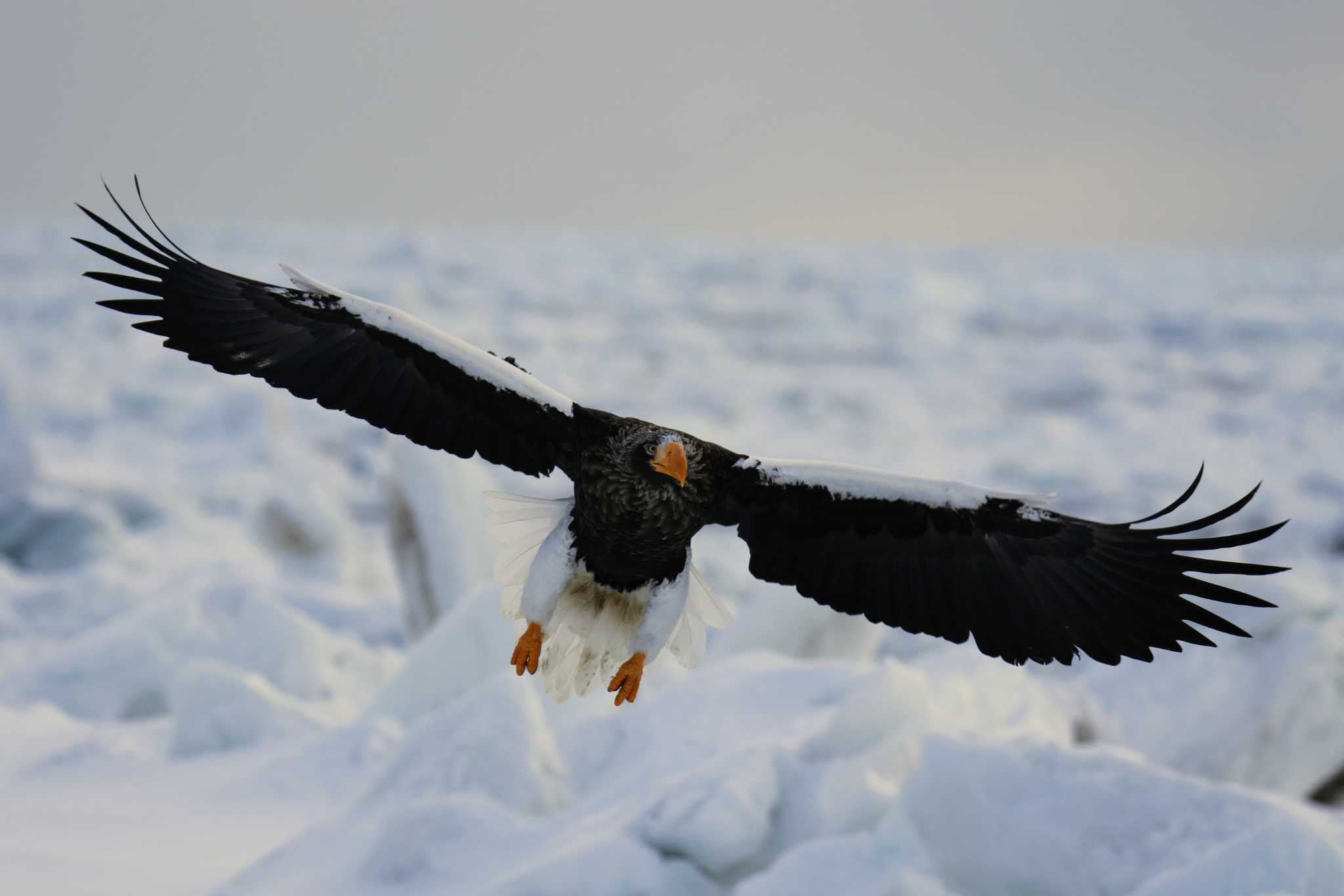 Photo of Steller's Sea Eagle at  by はやぶさくん