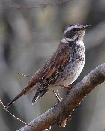 Dusky Thrush 大阪府岸和田市 蜻蛉池公園 Fri, 2/11/2022