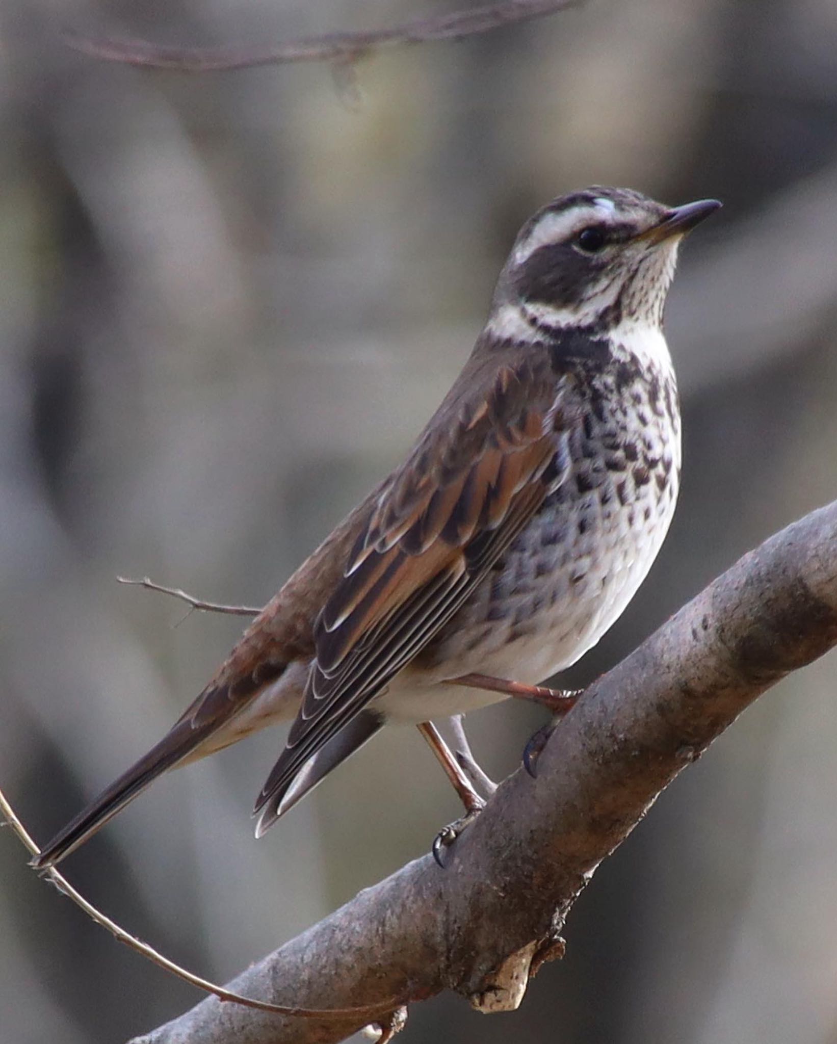 Photo of Dusky Thrush at 大阪府岸和田市 蜻蛉池公園 by ゆみママ