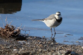 White Wagtail 山田池公園 Sat, 2/12/2022