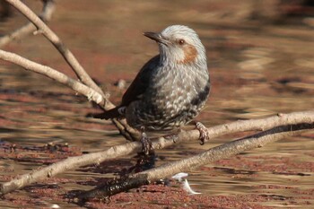 Brown-eared Bulbul 山田池公園 Sat, 2/12/2022