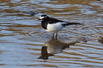 Japanese Wagtail 山田池公園 Sat, 2/12/2022