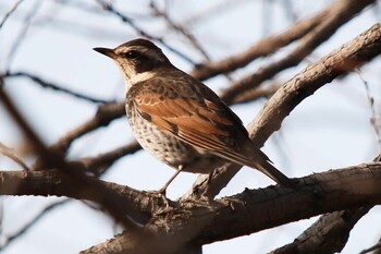 Dusky Thrush 山田池公園 Sat, 2/12/2022