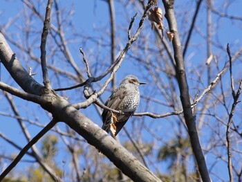 Brown-eared Bulbul Hikarigaoka Park Fri, 2/11/2022