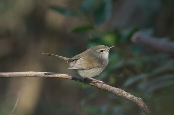 2022年2月11日(金) 金ヶ崎公園(明石市)の野鳥観察記録