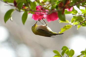 Warbling White-eye 福岡市西公園 Fri, 2/11/2022