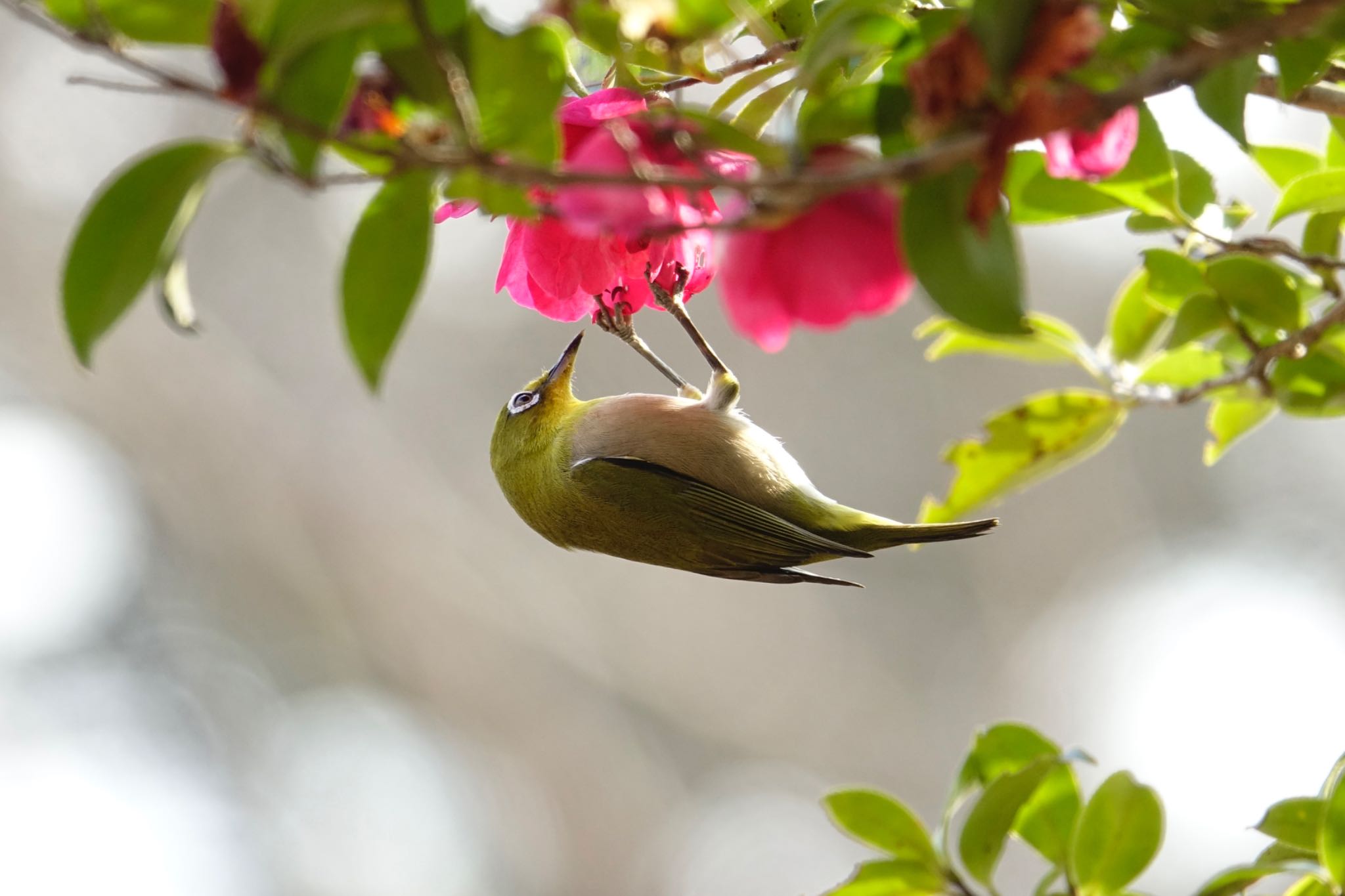 Photo of Warbling White-eye at 福岡市西公園 by O S