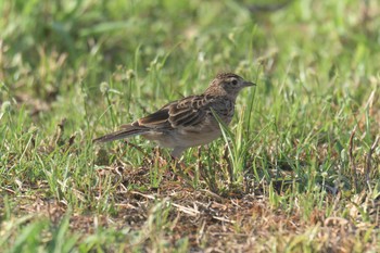 Sat, 9/2/2017 Birding report at JR寺庄駅付近