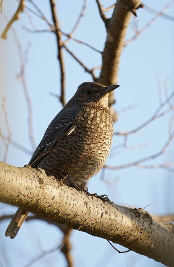 Sat, 2/12/2022 Birding report at 宍道湖ふれあいパーク