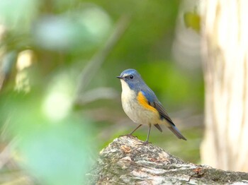 2022年2月12日(土) 座間谷戸山公園の野鳥観察記録