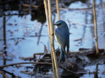 Red-flanked Bluetail Kitamoto Nature Observation Park Thu, 2/3/2022