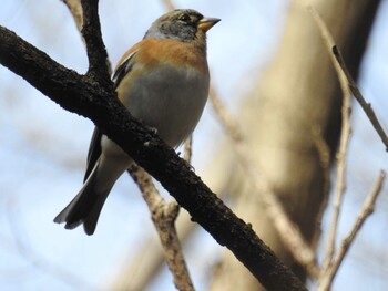 2022年2月12日(土) 東京都立桜ヶ丘公園(聖蹟桜ヶ丘)の野鳥観察記録