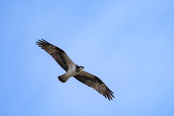 ミサゴ 草津下物 2022年2月12日(土)