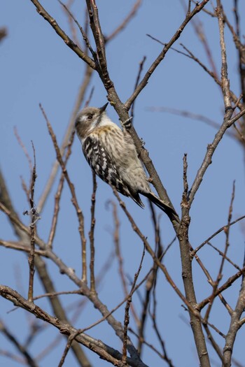 Japanese Pygmy Woodpecker 草津下物 Sat, 2/12/2022