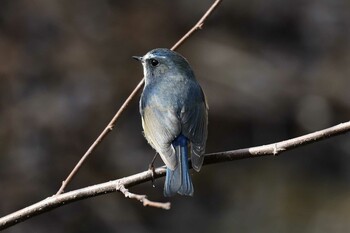 ルリビタキ 有馬富士公園 2022年2月12日(土)