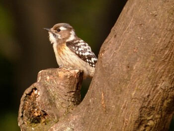 2022年2月12日(土) 光が丘公園の野鳥観察記録