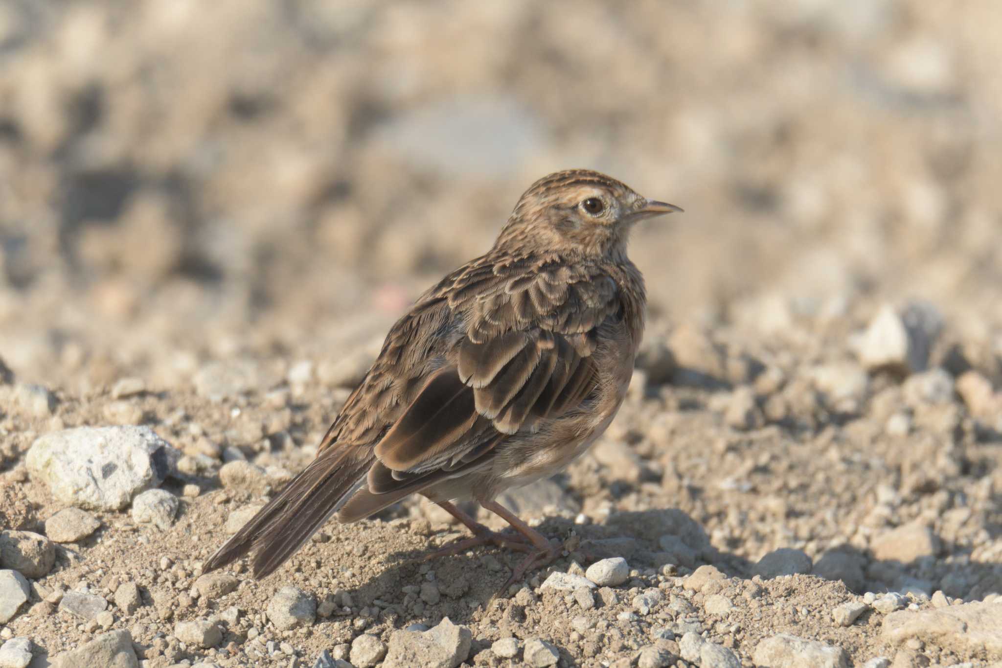 Eurasian Skylark