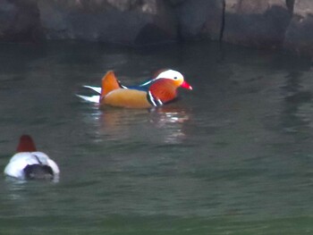 2022年2月11日(金) 小野湖(山口県宇部市)の野鳥観察記録