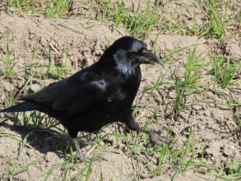 Carrion Crow 海蔵川 Sat, 2/12/2022