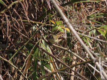 Japanese Bush Warbler 海蔵川 Sat, 2/12/2022