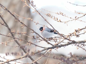 2022年2月12日(土) 北海道の野鳥観察記録