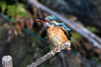 2022年2月12日(土) 薬師池公園の野鳥観察記録