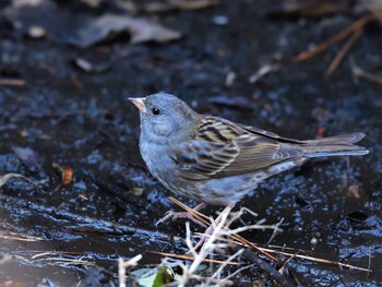 Grey Bunting 国立科学博物館附属自然教育園 (港区, 東京) Wed, 2/2/2022