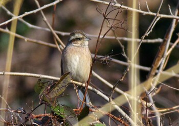 Meadow Bunting 杭瀬川スポーツ公園 Tue, 1/25/2022
