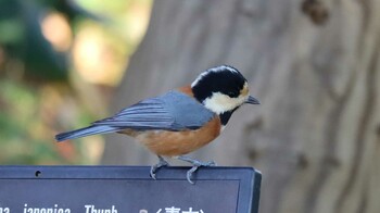 Varied Tit Shinjuku Gyoen National Garden Fri, 2/11/2022