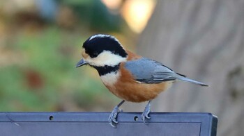 Varied Tit Shinjuku Gyoen National Garden Fri, 2/11/2022