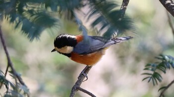 Varied Tit Shinjuku Gyoen National Garden Fri, 2/11/2022