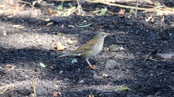 Pale Thrush Shinjuku Gyoen National Garden Fri, 2/11/2022