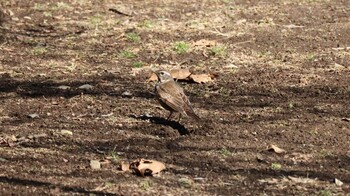 Pale Thrush Shinjuku Gyoen National Garden Fri, 2/11/2022