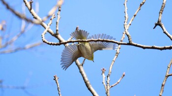 Warbling White-eye Shinjuku Gyoen National Garden Fri, 2/11/2022