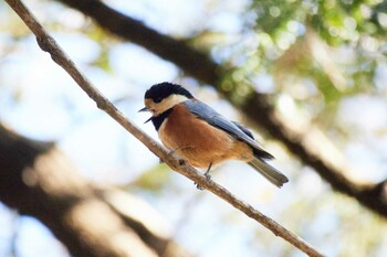 Varied Tit Shinjuku Gyoen National Garden Fri, 2/11/2022