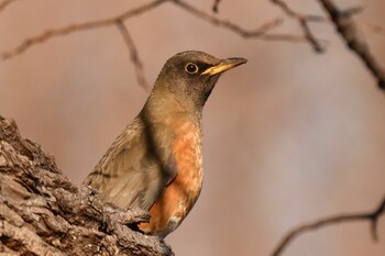 Brown-headed Thrush Mizumoto Park Sat, 2/12/2022