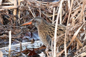 Brown-cheeked Rail Mizumoto Park Sat, 2/12/2022