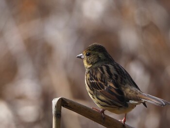 Masked Bunting Kitamoto Nature Observation Park Sat, 2/12/2022