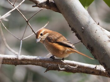 Bull-headed Shrike Kitamoto Nature Observation Park Sat, 2/12/2022