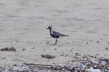 Grey Plover 三重県 Mon, 8/28/2017