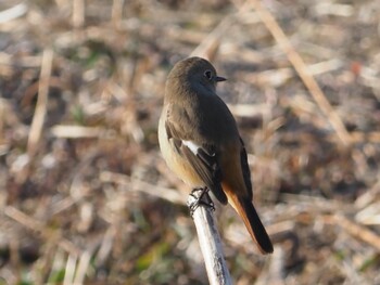 ジョウビタキ 稲美町加古大池 撮影日未設定