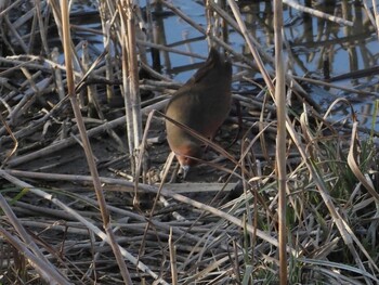 Ruddy-breasted Crake 稲美町加古大池 Unknown Date