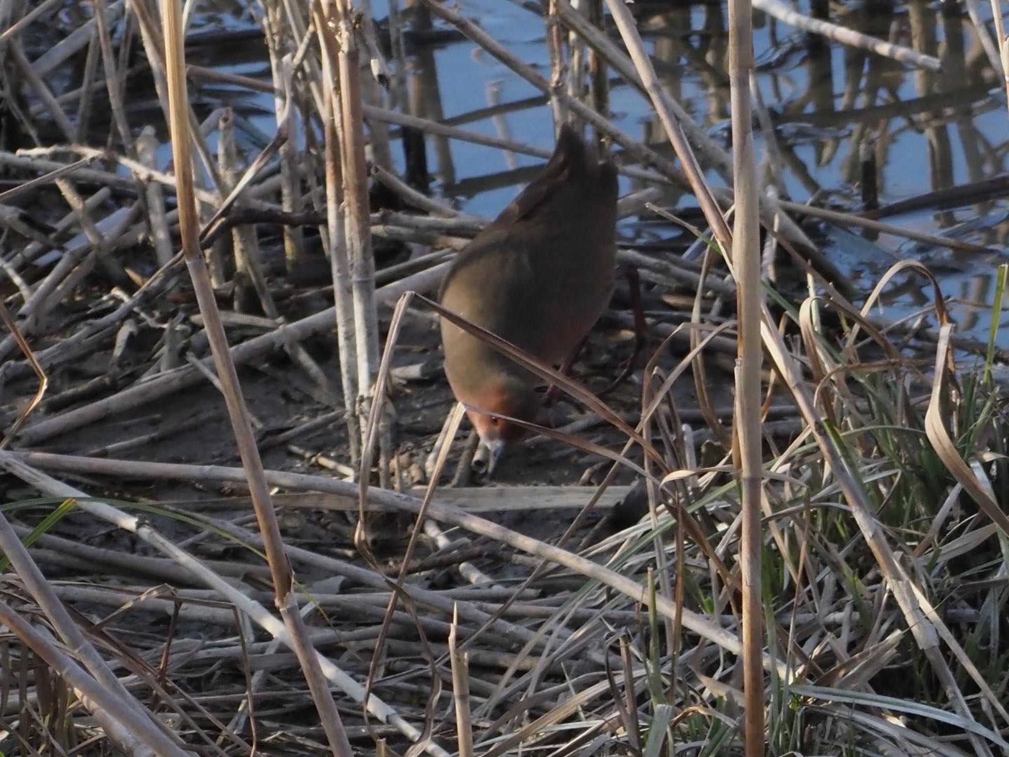 Photo of Ruddy-breasted Crake at 稲美町加古大池 by まさ