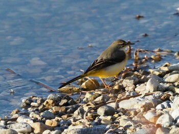 Grey Wagtail 稲美町加古大池 Unknown Date