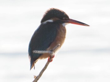 Common Kingfisher 稲美町加古大池 Sat, 2/12/2022