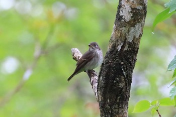 サメビタキ 長野県 2017年5月27日(土)