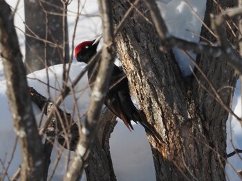 2022年2月5日(土) 真駒内公園の野鳥観察記録