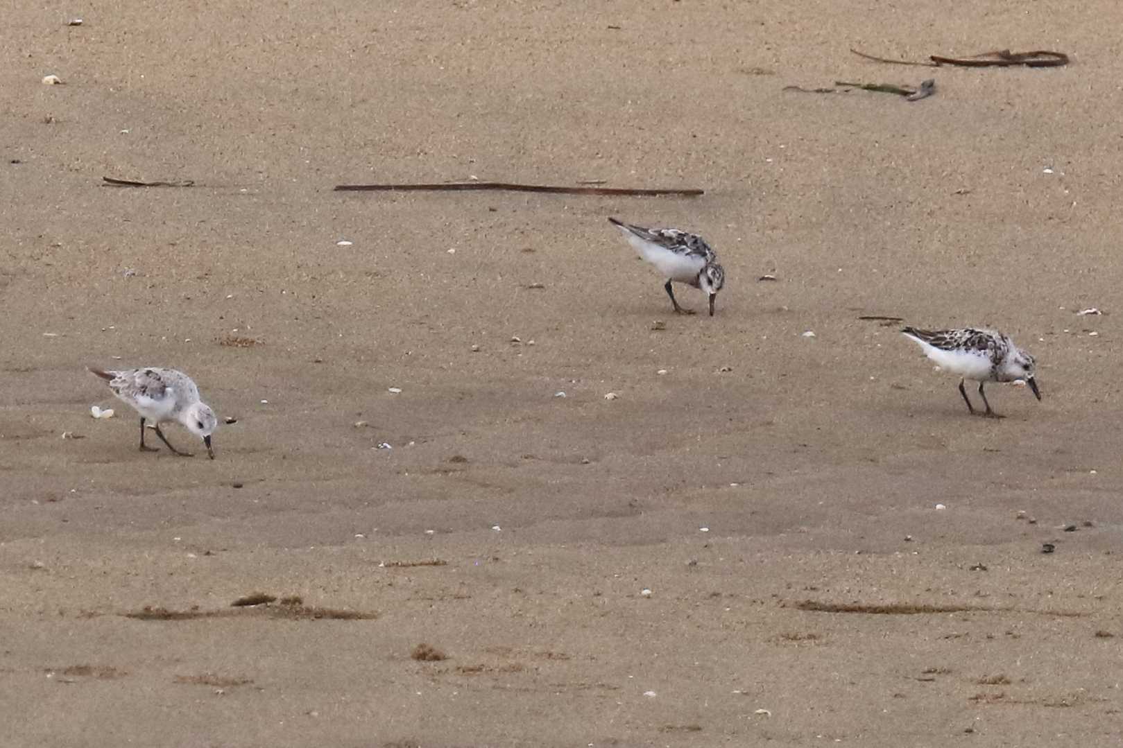 Photo of Sanderling at 三重県 by アカウント695