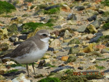 Kentish Plover 恩納村 Sat, 2/12/2022