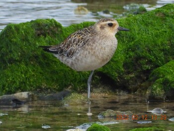 Pacific Golden Plover 恩納村 Sat, 2/12/2022